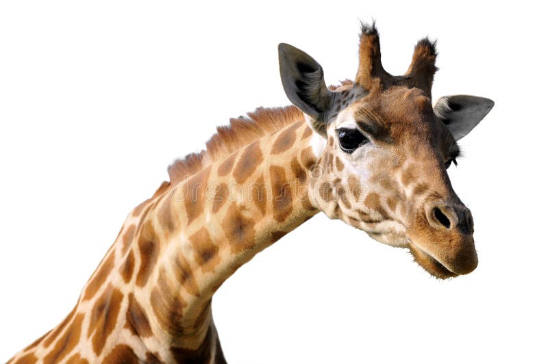 Retrato isolado do giraffe