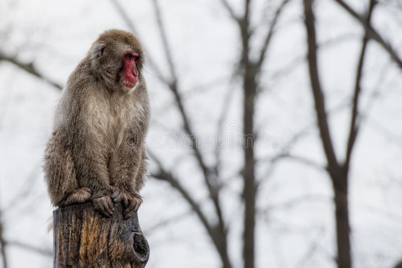 19,594 Fotos de Stock de Macaco Branco Da Cara - Fotos de Stock Gratuitas e  Sem Fidelização a partir da Dreamstime