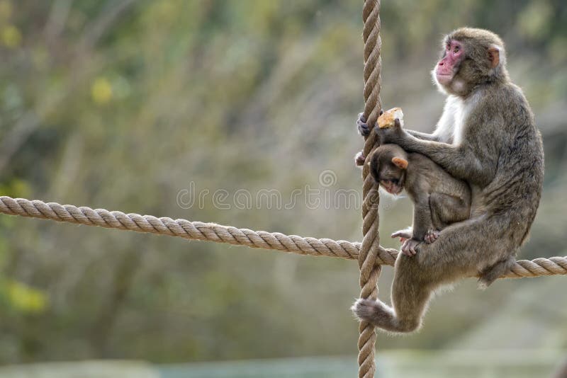 19,594 Fotos de Stock de Macaco Branco Da Cara - Fotos de Stock Gratuitas e  Sem Fidelização a partir da Dreamstime