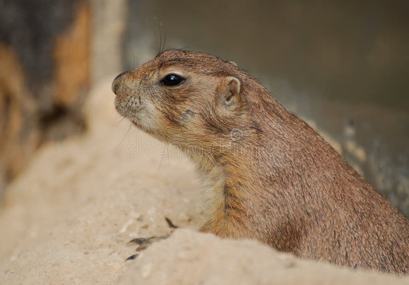 Retrato lindo de Groundhog imagenes de archivo Retrato lindo de Groundhog imagenes de archivo