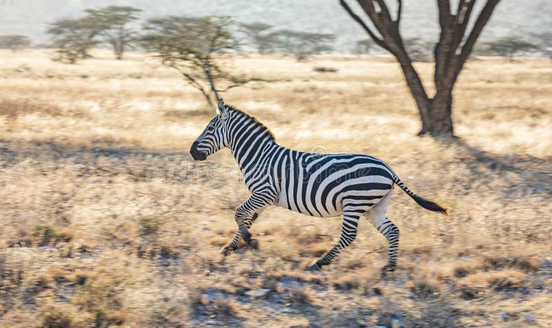 Retrato lleno del perfil del cuerpo de la cebra, quagga del Equus, corriendo en paisaje africano septentrional foto de archivo libre de regalías Retrato lleno del perfil del cuerpo de la cebra, quagga del Equus, corriendo en paisaje africano septentrional foto de archivo libre de regalías