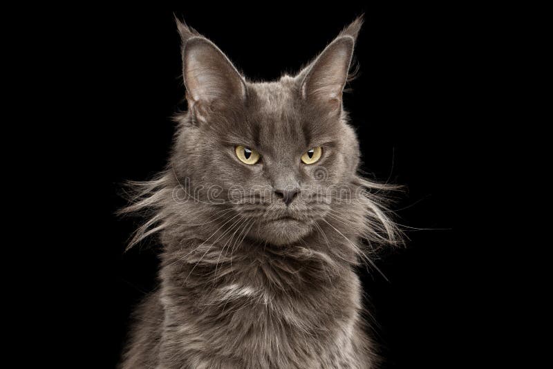 Retrato Maine Coon Cat do close-up no fundo preto imagens de stock royalty free Retrato Maine Coon Cat do close-up no fundo preto imagens de stock royalty free