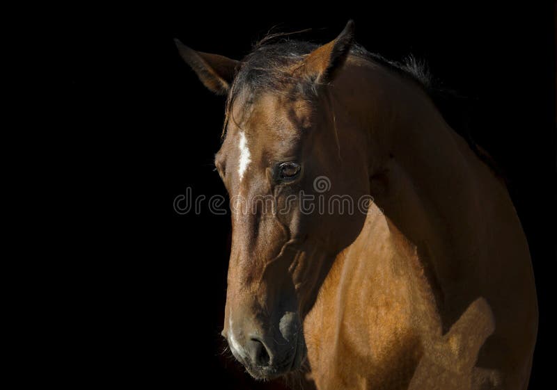 Retrato de cavalo preto pulando cerca contra o pano de fundo do