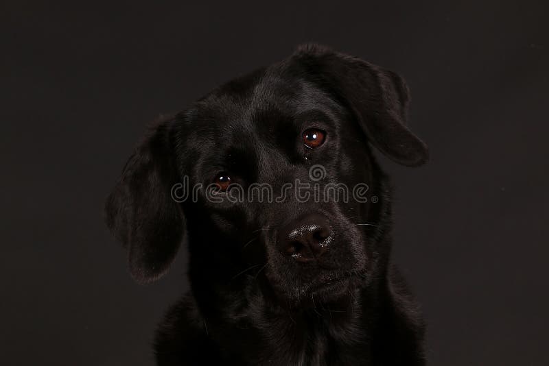 Retrato negro de la cabeza de Labrador en el estudio imágenes de archivo libres de regalías Retrato negro de la cabeza de Labrador en el estudio imágenes de archivo libres de regalías
