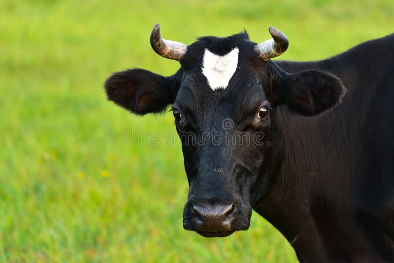 Retrato negro de la vaca lechera fotografía de archivo Retrato negro de la vaca lechera fotografía de archivo