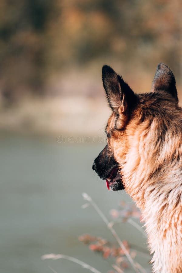 Pastor alemão em retrato de camisa xadrez vermelha fechado cão feliz em  roupas humanas