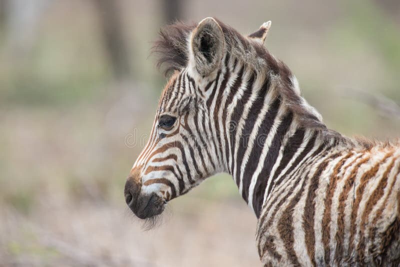 Retrato novo do potro da zebra do bebê que está apenas na natureza imagem de stock Retrato novo do potro da zebra do bebê que está apenas na natureza imagem de stock