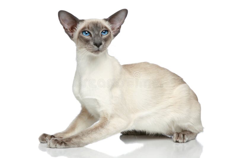 Retrato oriental del gato siamés del Blue-point foto de archivo Retrato oriental del gato siamés del Blue-point foto de archivo