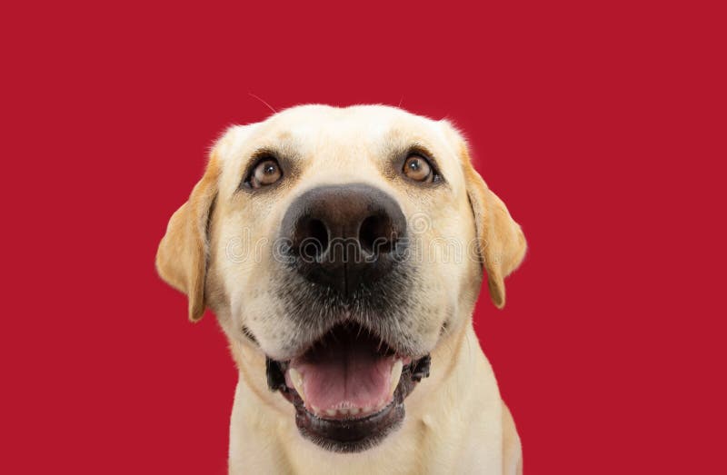 Retrato perro de recuperación de labradores graciosos y felices sonrientes. aislado en el fondo rojo fotos de archivo