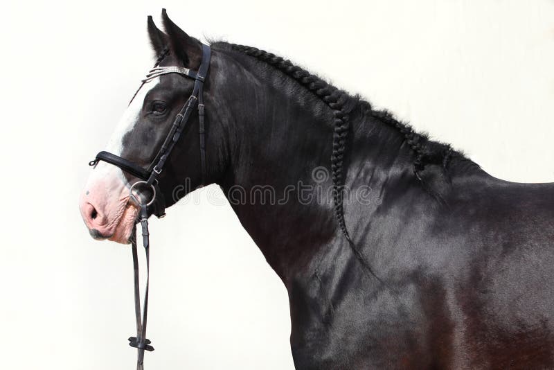 Retrato pesado del caballo de proyecto del condado negro imagen de archivo Retrato pesado del caballo de proyecto del condado negro imagen de archivo