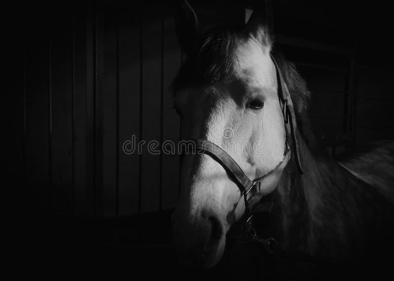 Cavalo Que Olha A Câmera Na Frente Do Fundo Branco Foto Royalty Free,  Gravuras, Imagens e Banco de fotografias. Image 18179506