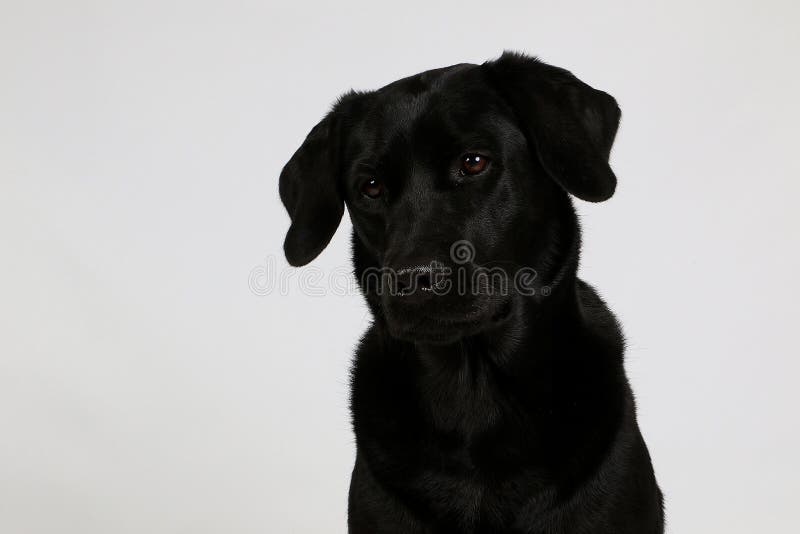Retrato principal de un Labrador negro en el estudio blanco imagen de archivo libre de regalías Retrato principal de un Labrador negro en el estudio blanco imagen de archivo libre de regalías