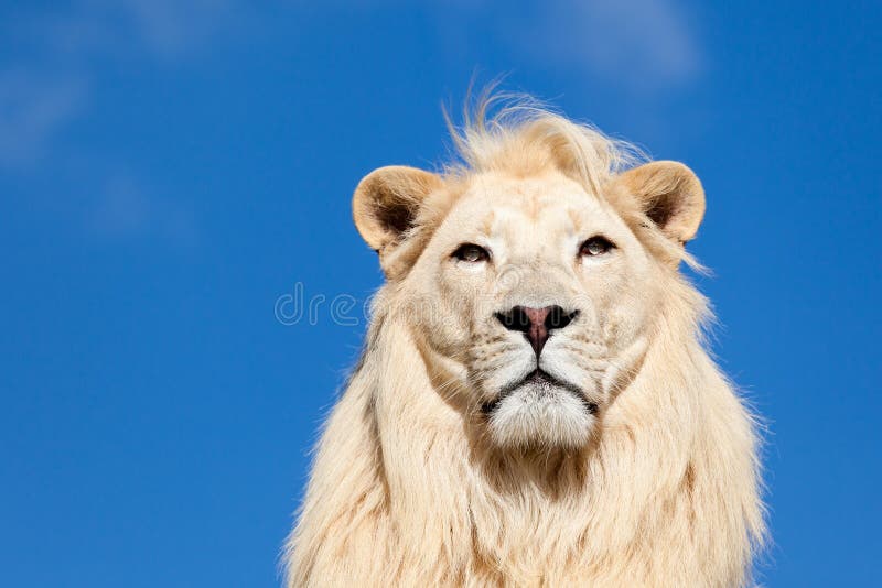 Retrato principal do leão branco majestoso no céu azul