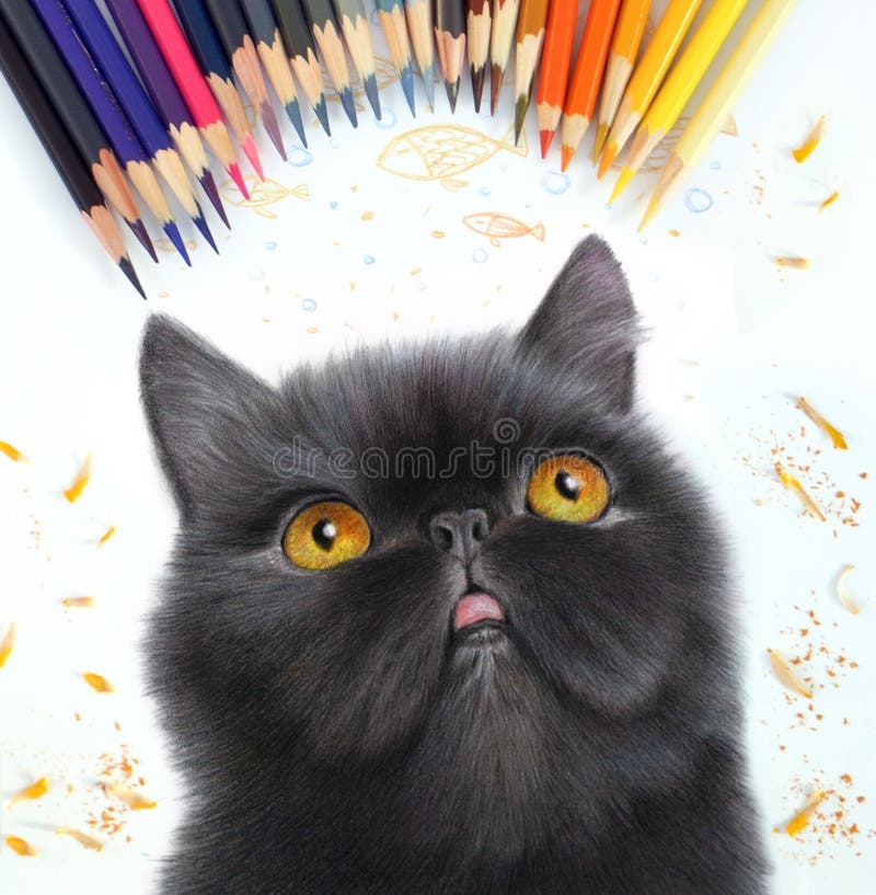 Retrato Colorido De Um Gato Feliz Em Um Preto. Desenho De Lápis Detalhado  Realista Com Lápis De Cor D'água. Ilustração Stock - Ilustração de  acadêmica, miado: 211093670