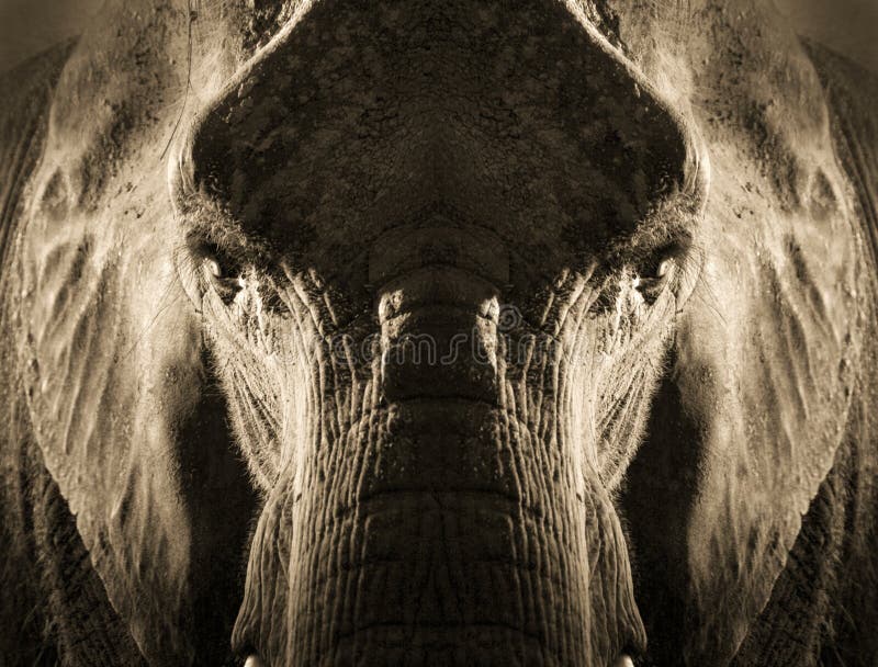 Retrato simétrico artístico do elefante no Sepia Tone With Dramatic Backlighting fotografia de stock Retrato simétrico artístico do elefante no Sepia Tone With Dramatic Backlighting fotografia de stock