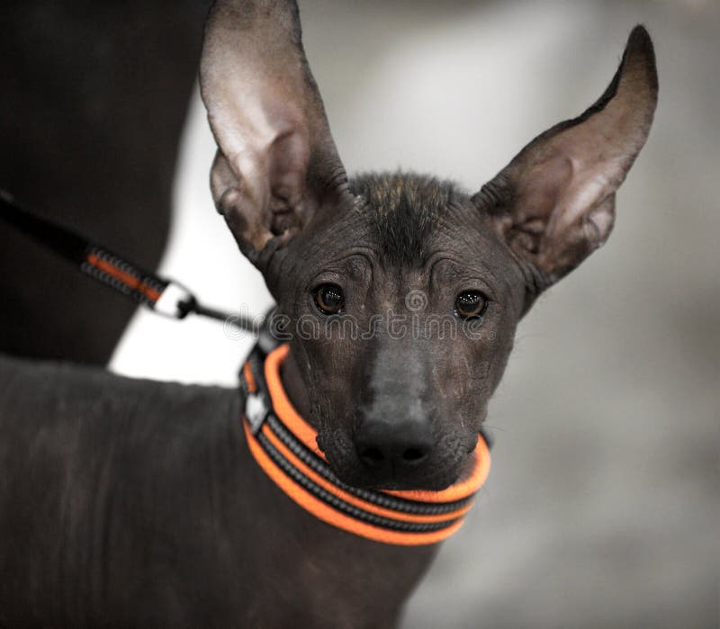 Retrato Sin Pelo Mexicano Del Perrito Del Perro De Xoloitzcuintli Imagen de archivo - Imagen de casta, mexicano: 116849973 Retrato Sin Pelo Mexicano Del Perrito Del Perro De Xoloitzcuintli Imagen de archivo - Imagen de casta, mexicano: 116849973