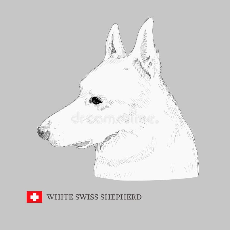 Grupo Suíço Branco Do Vetor Do Cão-pastor De Silhuetas Ilustração