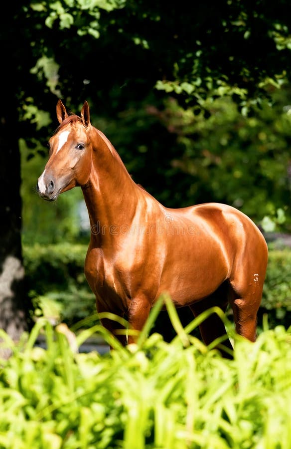 Trote árabe Do Corredor Do Cavalo De Brown No Pasto Foto de Stock - Imagem  de bonito, campo: 15882660