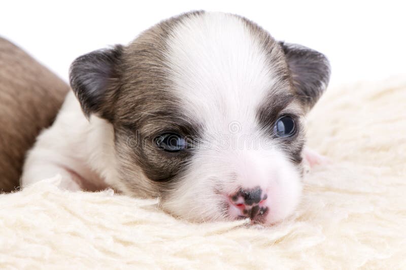 Adorable two weeks old Chihuahua puppy portrait close-up on a fur bed on white background. Adorable two weeks old Chihuahua puppy portrait close-up on a fur bed on white background