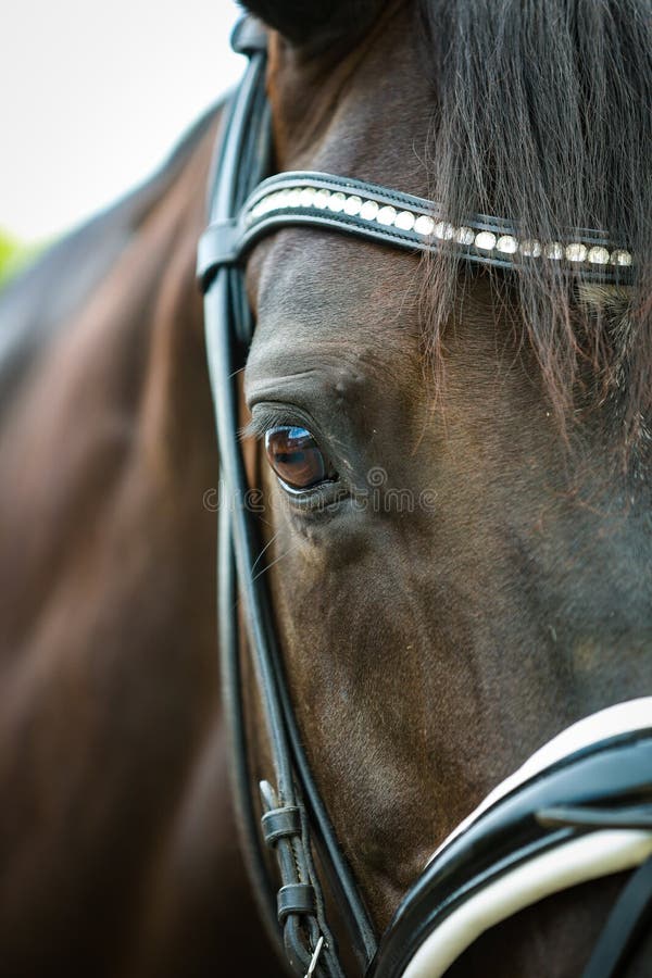 Foto de Frente Da Cabeça De Cavalo e mais fotos de stock de Cavalo