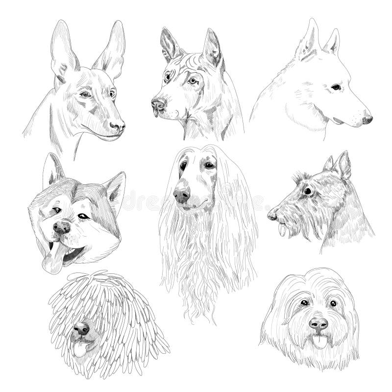 Grupo Suíço Branco Do Vetor Do Cão-pastor De Silhuetas Ilustração