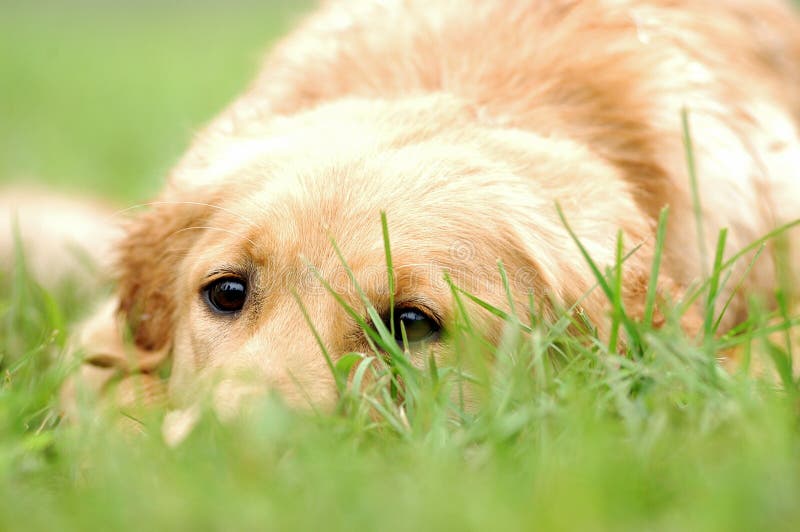 A lovely Labrador Retriever hide in the grass. A lovely Labrador Retriever hide in the grass