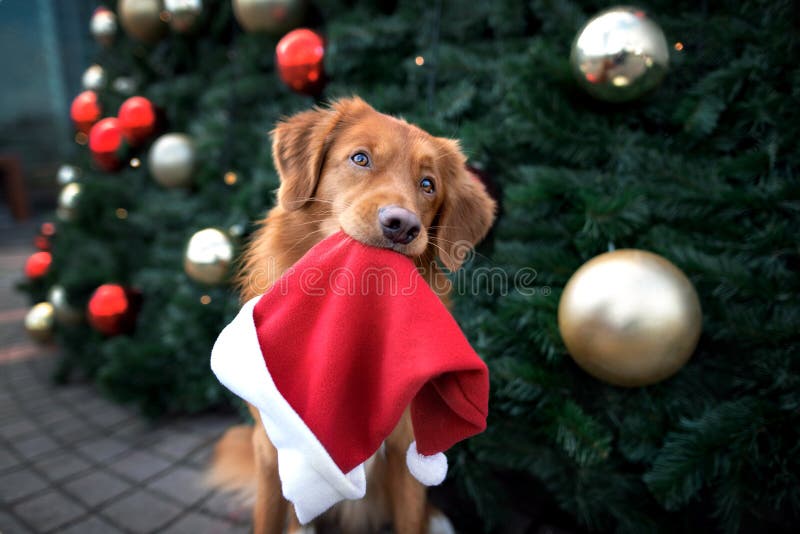 retriever dog holding santa hat in mouth in front of a christmas tree royalty free stock photo retriever dog holding santa hat in mouth in front of a christmas tree royalty free stock photo