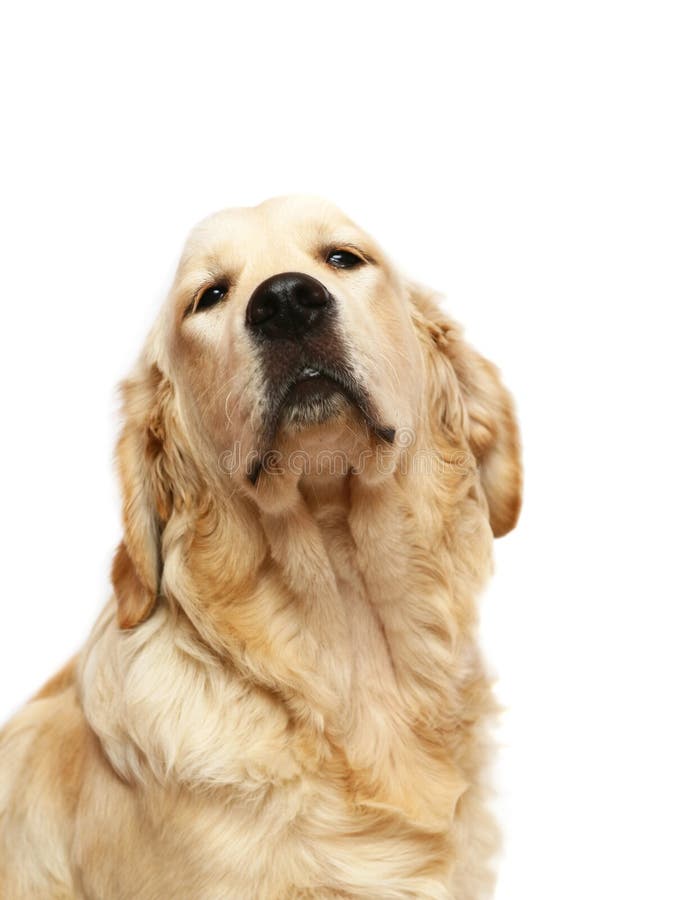 Retriever dourado imagem de stock Retriever dourado imagem de stock
