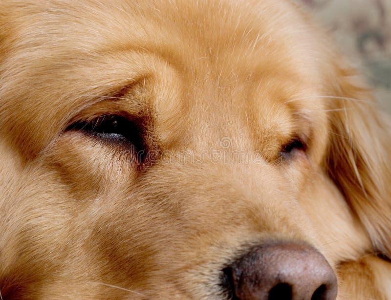 Retriever Dourado Bonito fotos de stock