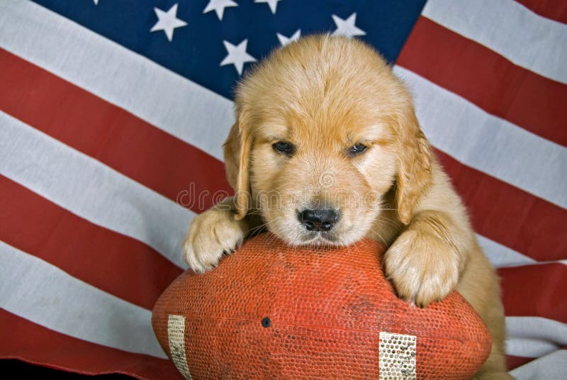 Retriever on football