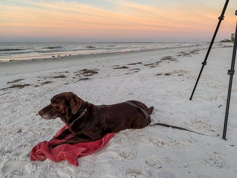Retriever labrador шоколада кладя на пляж с белым песком рядом с треногой фотографа вдоль Мексиканского залива во время восхода с стоковые фото Retriever labrador шоколада кладя на пляж с белым песком рядом с треногой фотографа вдоль Мексиканского залива во время восхода с стоковые фото
