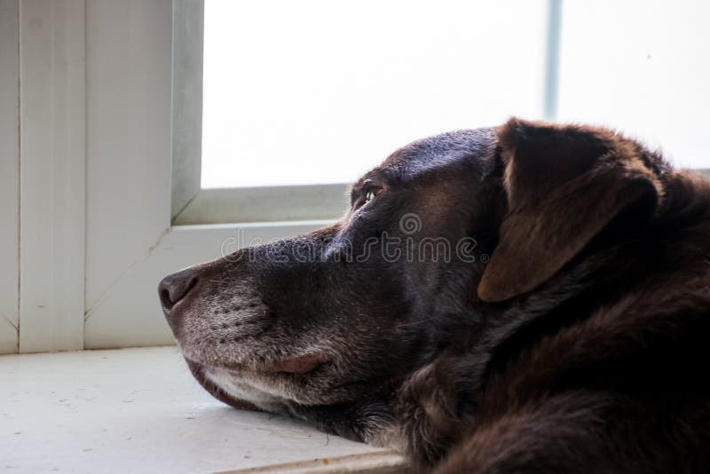 Retriever labrador шоколада ослабляющ и использующ windowsill залива как подушка стоковые изображения rf Retriever labrador шоколада ослабляющ и использующ windowsill залива как подушка стоковые изображения rf