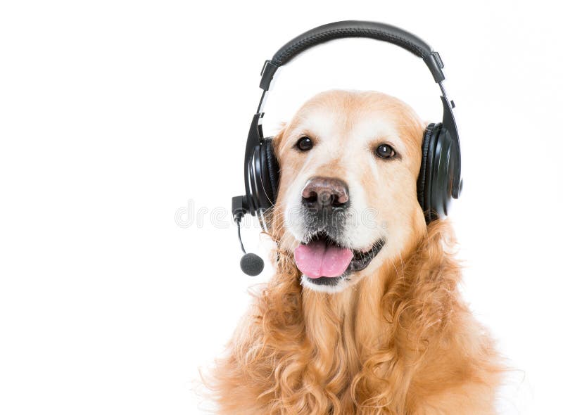 Hund im Kopfhörer stockbild. Bild von nett, getrennt 41761357