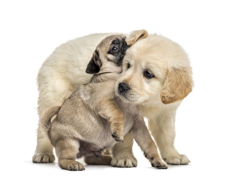 Retriever and Pug Isolated Stock Image - Image of white: 176176745
