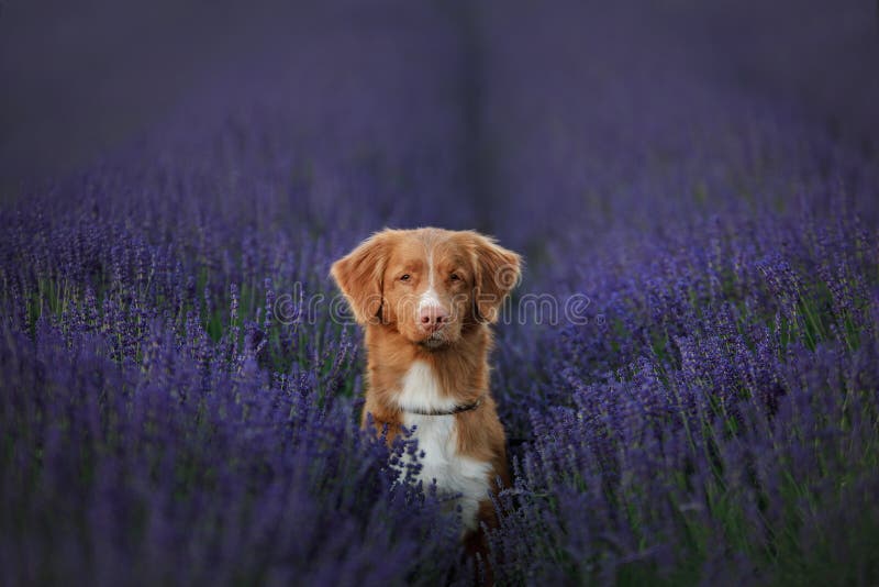 Retriever διοδίων παπιών της Νέας Σκοτίας σκυλιών lavender στον τομέα στοκ φωτογραφία Retriever διοδίων παπιών της Νέας Σκοτίας σκυλιών lavender στον τομέα στοκ φωτογραφία