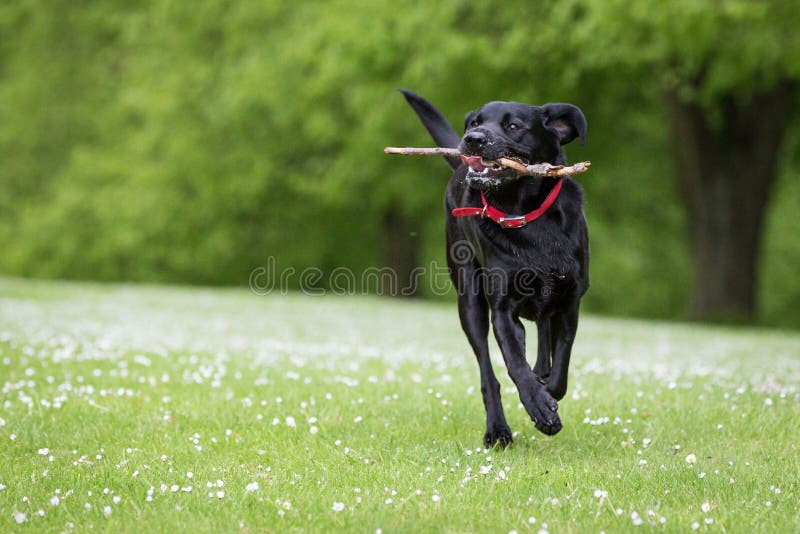retriever κουταβιών του Λαμπραντόρ σκυλιών ανασκόπησης γκρίζα οπίσθια όψη στοκ φωτογραφία με δικαίωμα ελεύθερης χρήσης retriever κουταβιών του Λαμπραντόρ σκυλιών ανασκόπησης γκρίζα οπίσθια όψη στοκ φωτογραφία με δικαίωμα ελεύθερης χρήσης