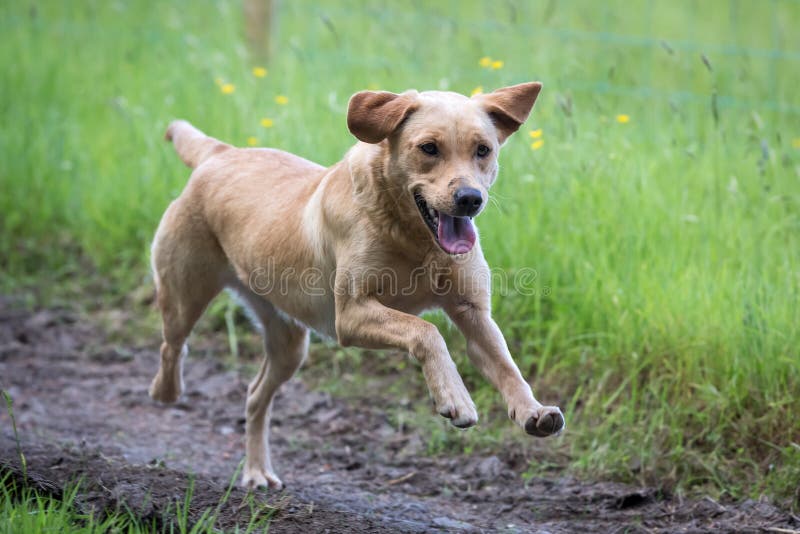 retriever κουταβιών του Λαμπραντόρ σκυλιών ανασκόπησης γκρίζα οπίσθια όψη στοκ εικόνες retriever κουταβιών του Λαμπραντόρ σκυλιών ανασκόπησης γκρίζα οπίσθια όψη στοκ εικόνες