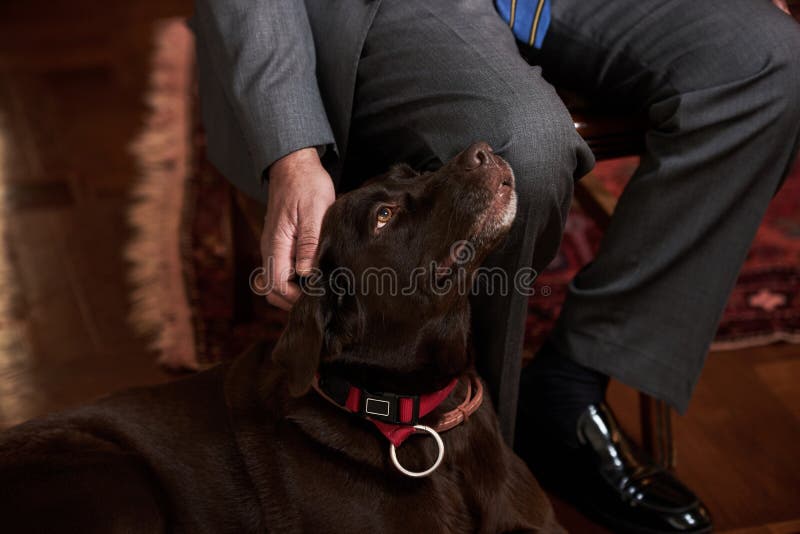 Retriever του Λαμπραντόρ σοκολάτας συνεδρίαση με το νέο επιχειρησιακό άτομο ιδιοκτητών του στοκ φωτογραφία με δικαίωμα ελεύθερης χρήσης Retriever του Λαμπραντόρ σοκολάτας συνεδρίαση με το νέο επιχειρησιακό άτομο ιδιοκτητών του στοκ φωτογραφία με δικαίωμα ελεύθερης χρήσης