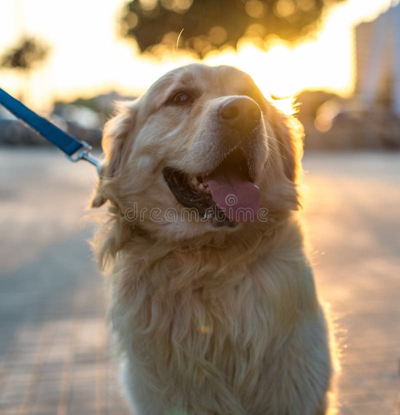 retriever красивейшей собаки золотистый стоковая фотография rf retriever красивейшей собаки золотистый стоковая фотография rf