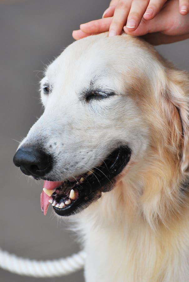 retrieverwhite royaltyfri bild retrieverwhite royaltyfri bild