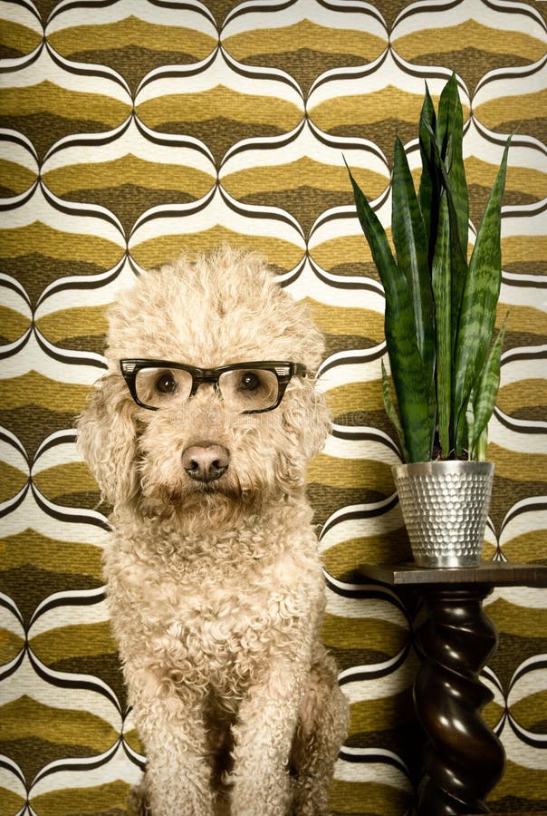 Retro Dog stock photo. Image of spanish, animal, curls 22964580