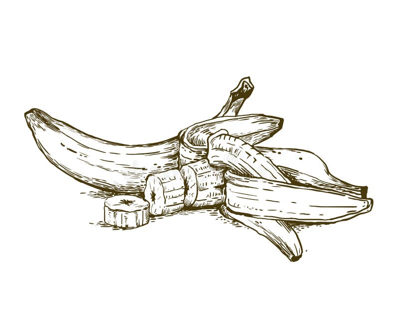 Retro illustrazione grafica di vettore della banana royalty illustrazione gratis