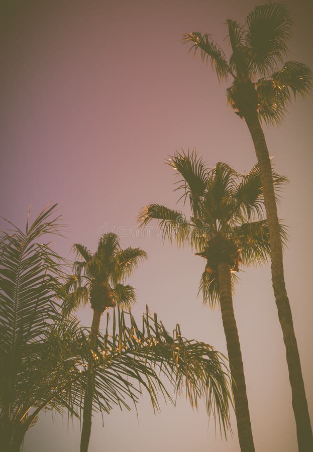 Retro Style California Palm Trees at Sunset Stock Photo - Image of ...