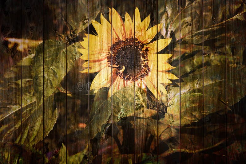 Retro sunflower background