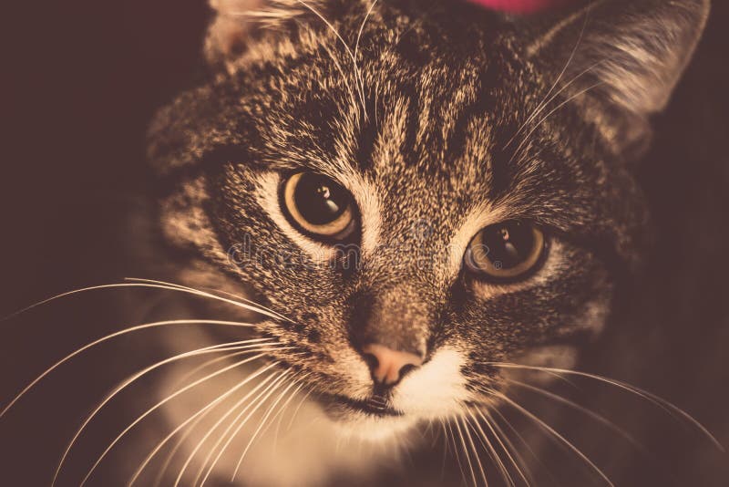 Retro Tabby Cat Portrait