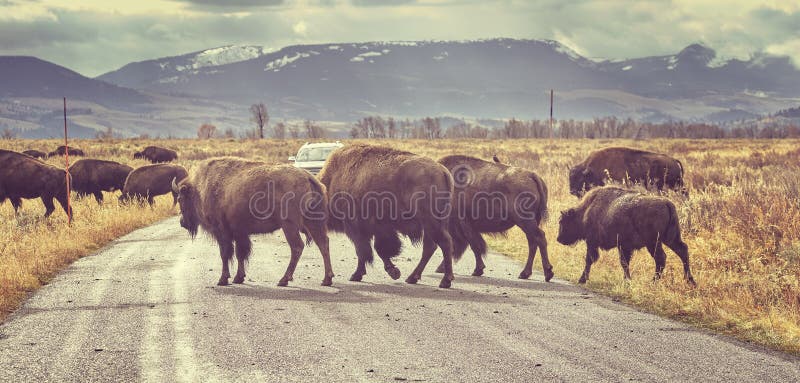 Retro tonad flock av väg för amerikansk bison korsningen på soluppgång arkivbild Retro tonad flock av väg för amerikansk bison korsningen på soluppgång arkivbild