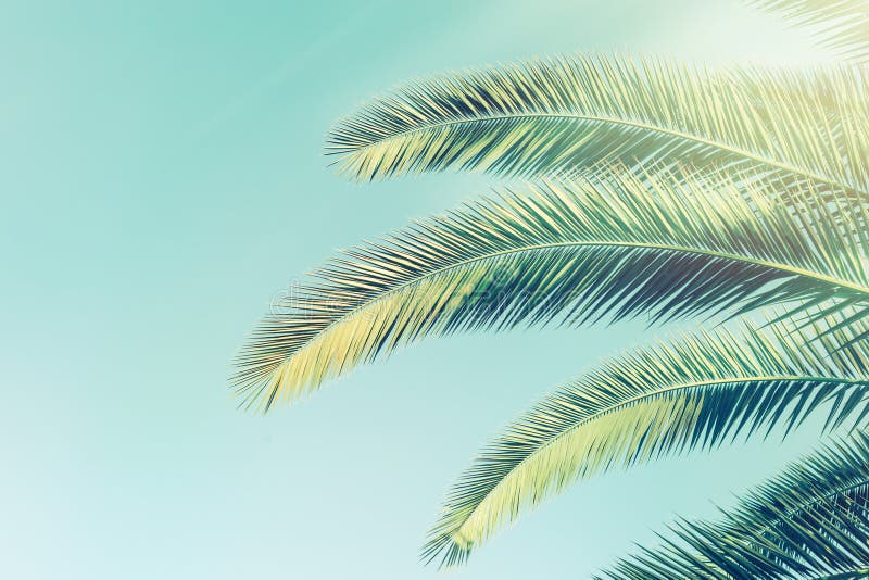 4,591 Retro Palm Tree Wallpaper Photos - Free & Royalty-Free Stock ...