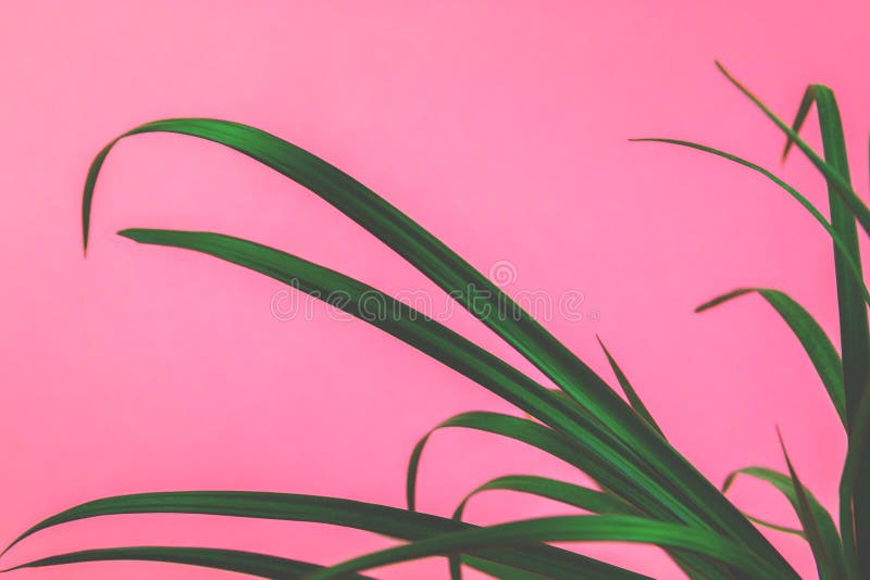 Retro wave theme, green plant vaporwave background on pink photo