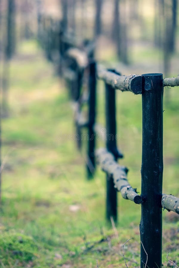 Retrocedendo nella distanza il recinto dai tronchi degli alberi nella foresta immagini stock Retrocedendo nella distanza il recinto dai tronchi degli alberi nella foresta immagini stock