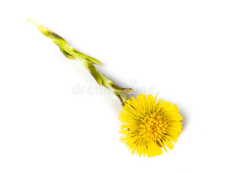 Fiore di consolida gialla su sfondo isolato fotografia stock